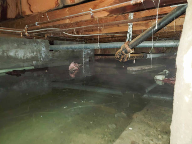 Best Ceiling water damage repair  in Southworth, WA