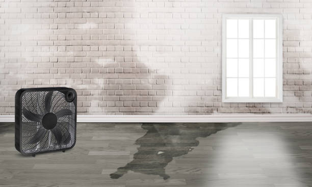 Best Basement water damage restoration  in Southworth, WA